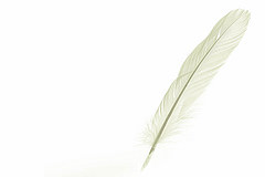feather